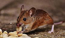 24 Hour & Emergency Exterminators in Md City, MD
